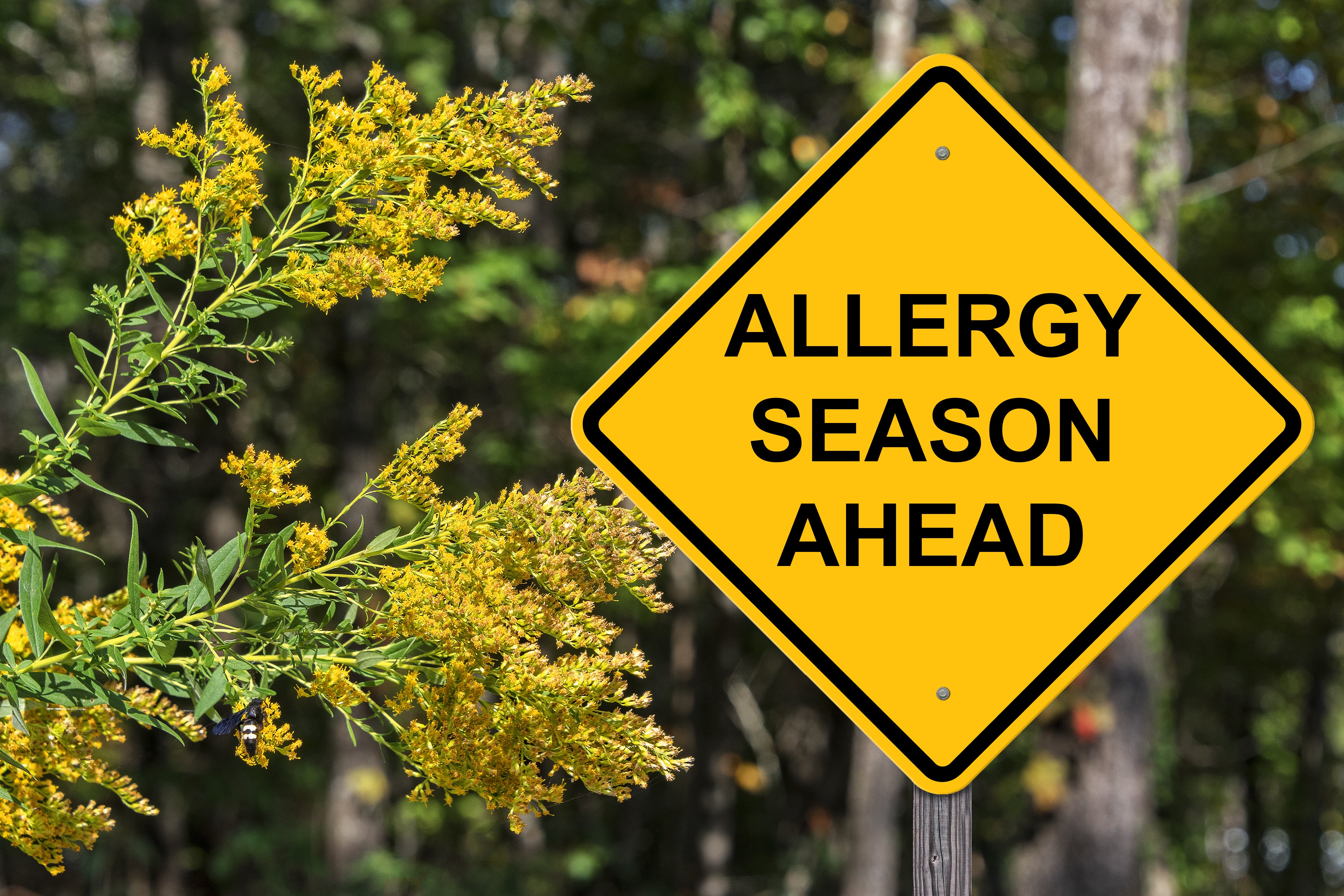 Seasonal Allergies: Prevention & Potential Treatment